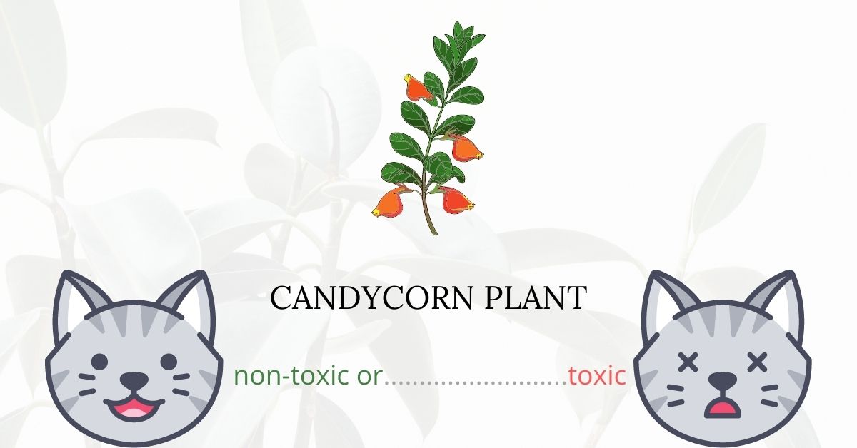 Is Candycorn Plant Toxic For Cats?