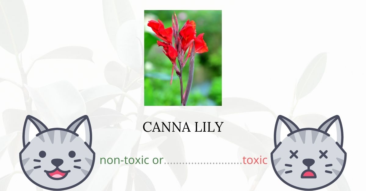 are-canna-lillies-toxic-for-cats