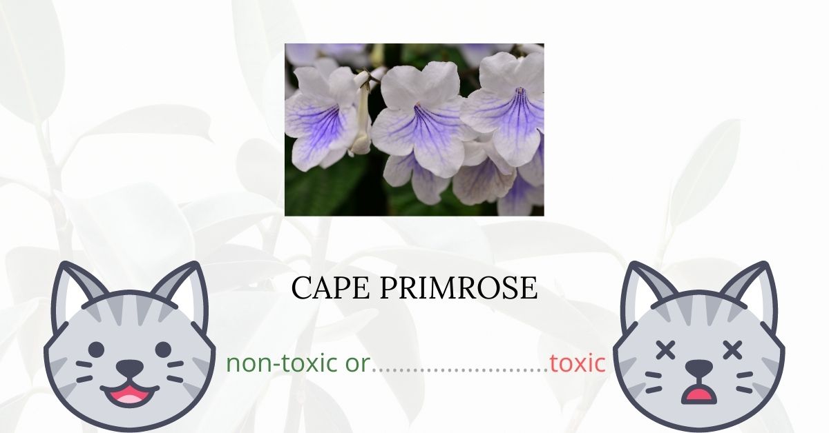 Is Cape Primrose Toxic For Cats?