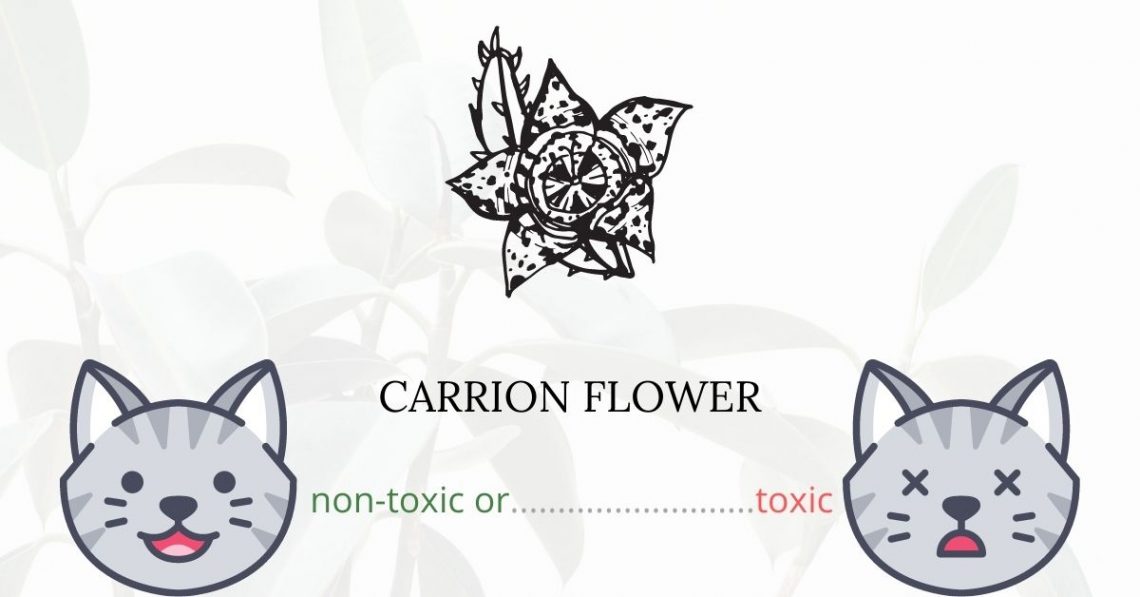 Is Carrion Flower or Hairy Toad Plant Toxic For Cats