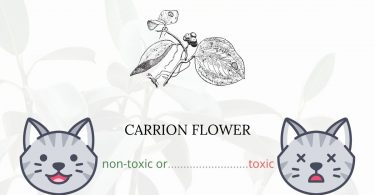 Is Carrion Flower or Jacob’s Ladder Toxic For Cats