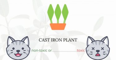 Is Cast Iron Plant Toxic For Cats