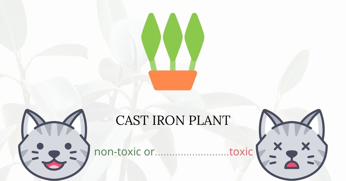 Is Cast Iron Plant Toxic For Cats?