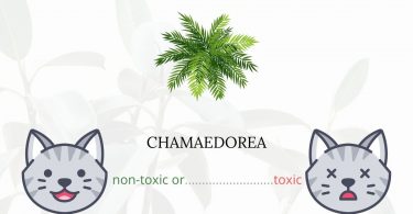 Is Chamaedorea Toxic For Cats