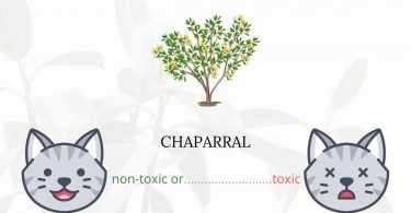 Is Chaparral Toxic For Cats