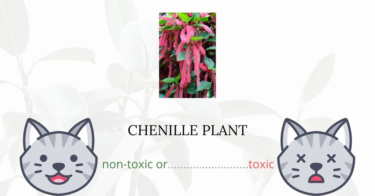 Is Chenille Plant Toxic For Cats?