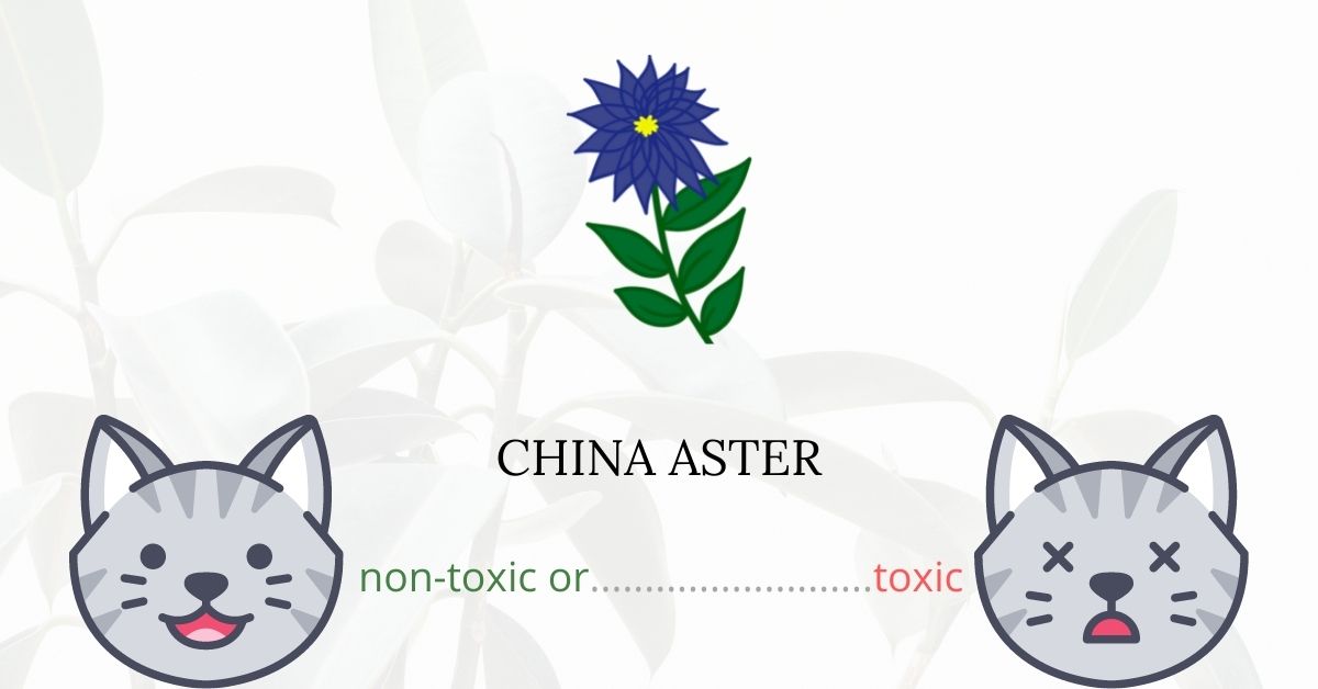 Are China Asters Toxic For Cats? What You Need to Know