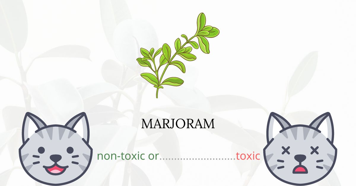Is Marjoram Toxic To Cats?