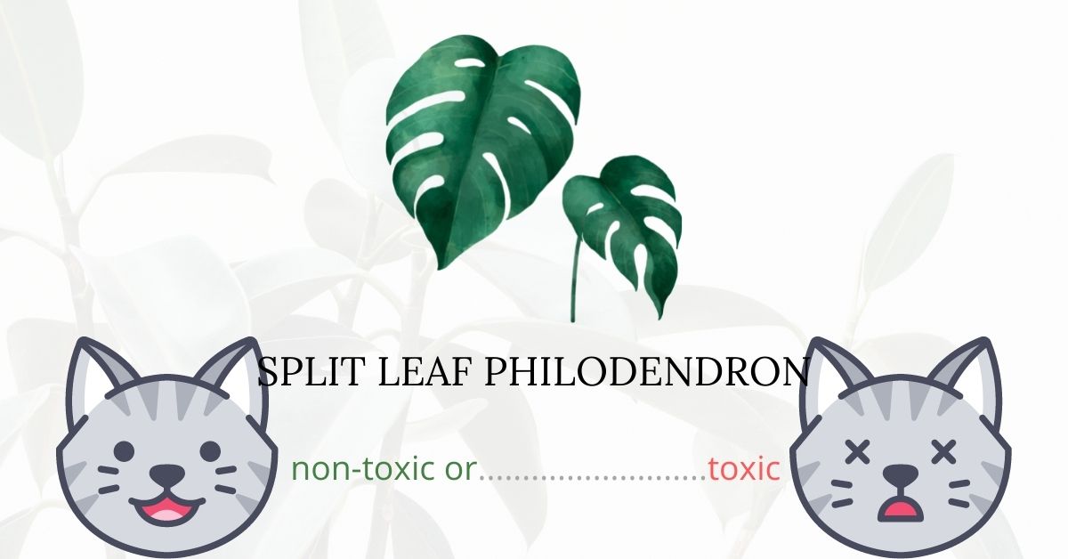 Is Split Leaf Philodendron Toxic To Cats?