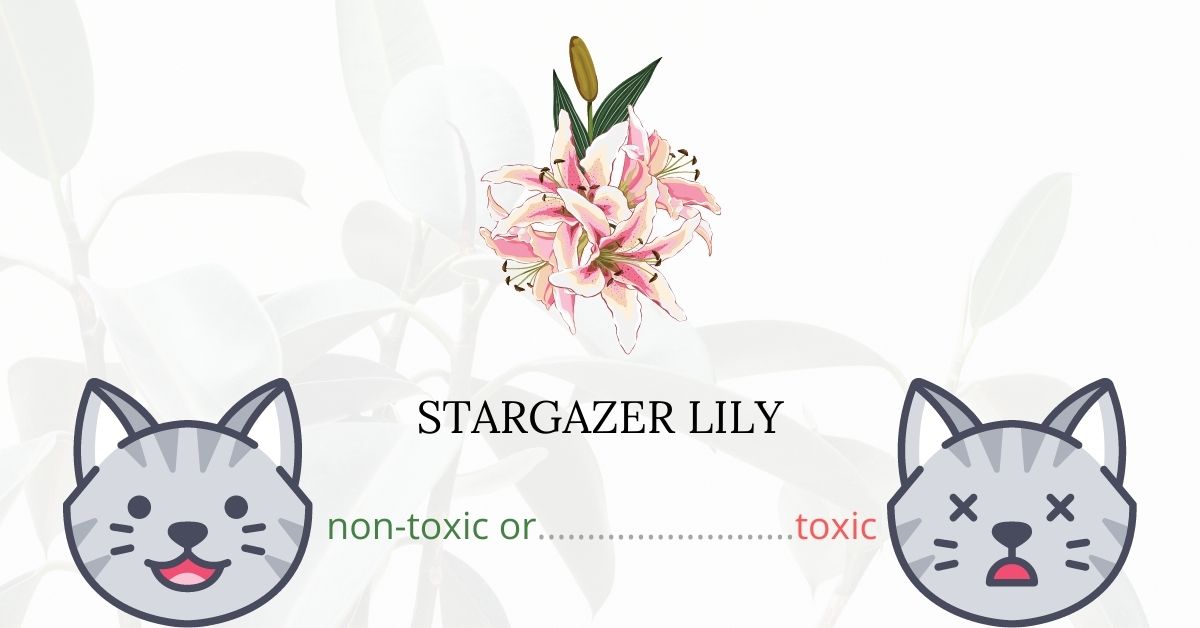 Are Stargazer Lilies Toxic To Cats?