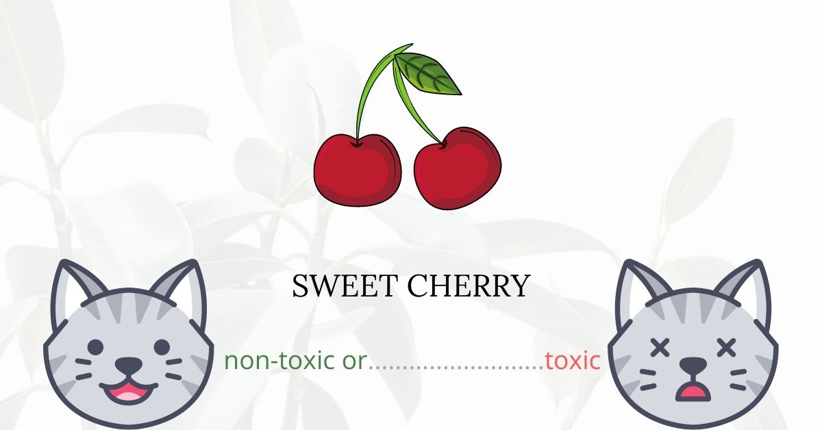 Are Sweet Cherries Toxic To Cats?