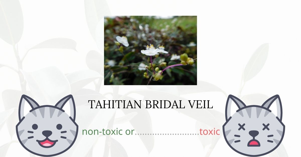 Is Tahitian Bridal Veil Toxic To Cats? Plants'n'Cats