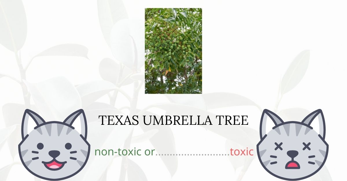 Is Texas Umbrella Tree Toxic To Cats?