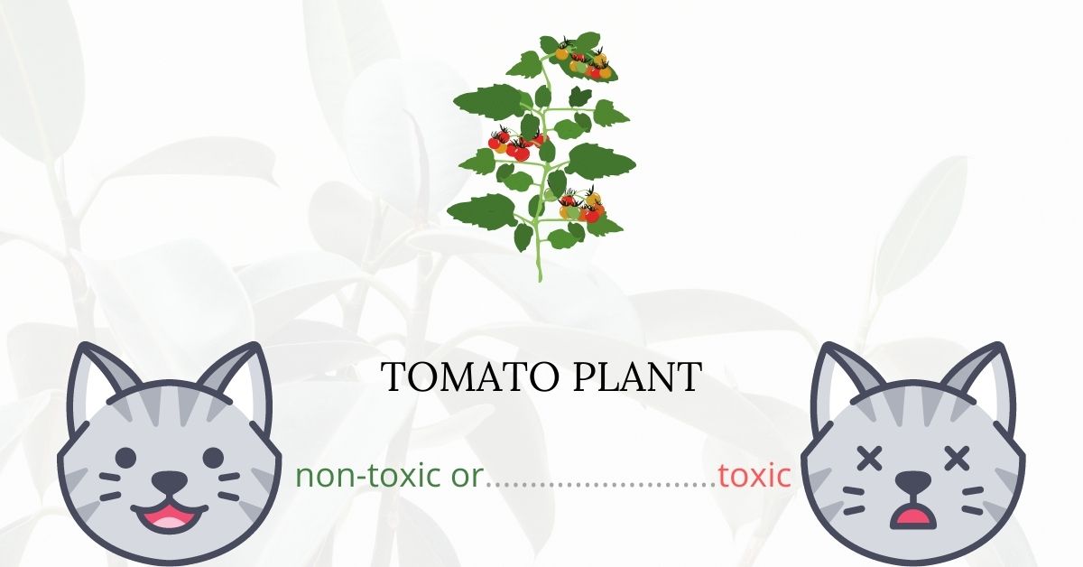 Are Tomato Plants Toxic To Cats?