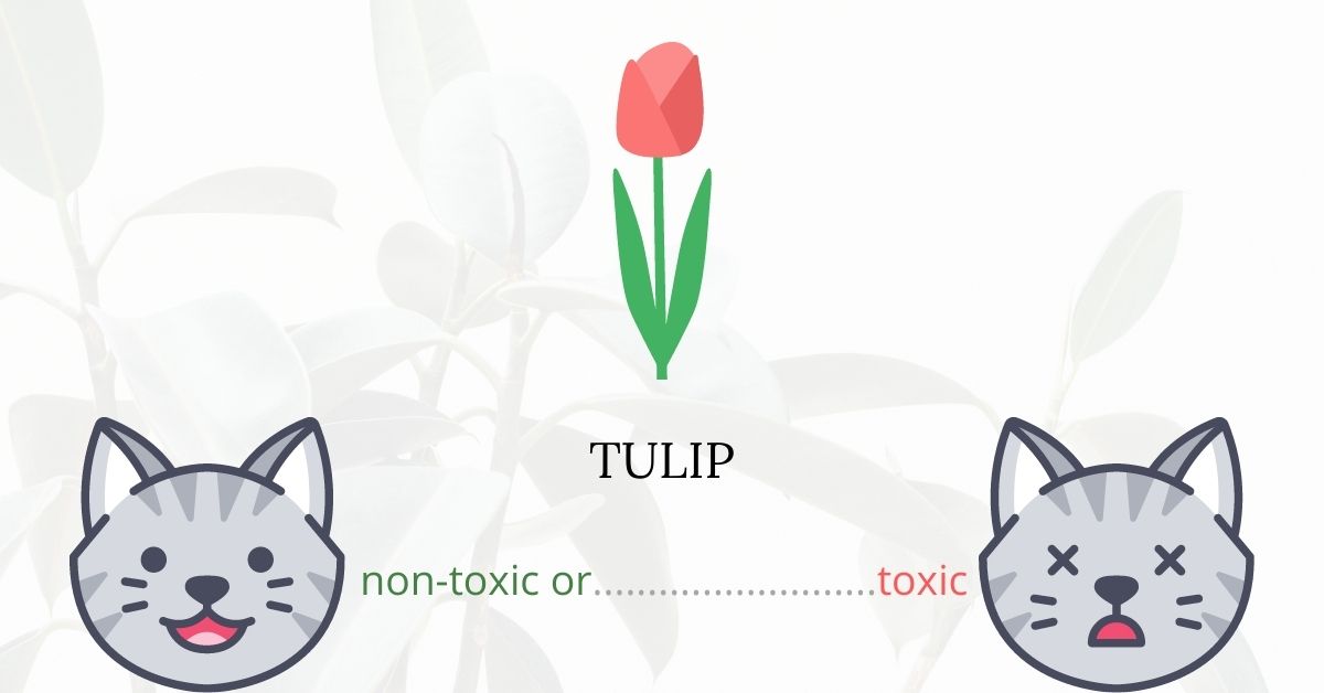 Are Tulips Toxic To Cats? Clinical Signs, First Aid and Treatment