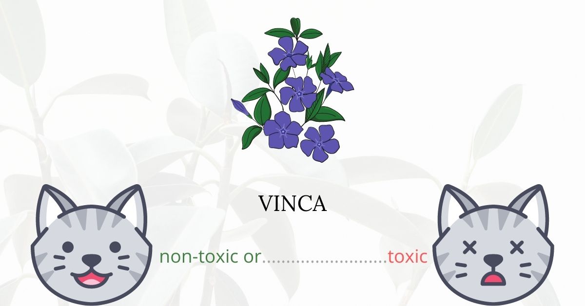 Is Vinca Toxic To Cats?