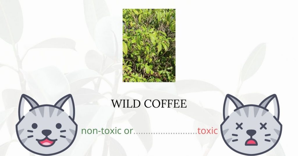 Is Wild Coffee Toxic To Cats? Plants'n'Cats
