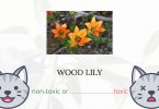 Is Wood Lily Toxic to Cats