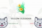 Is Yellow Oleander Toxic to Cats