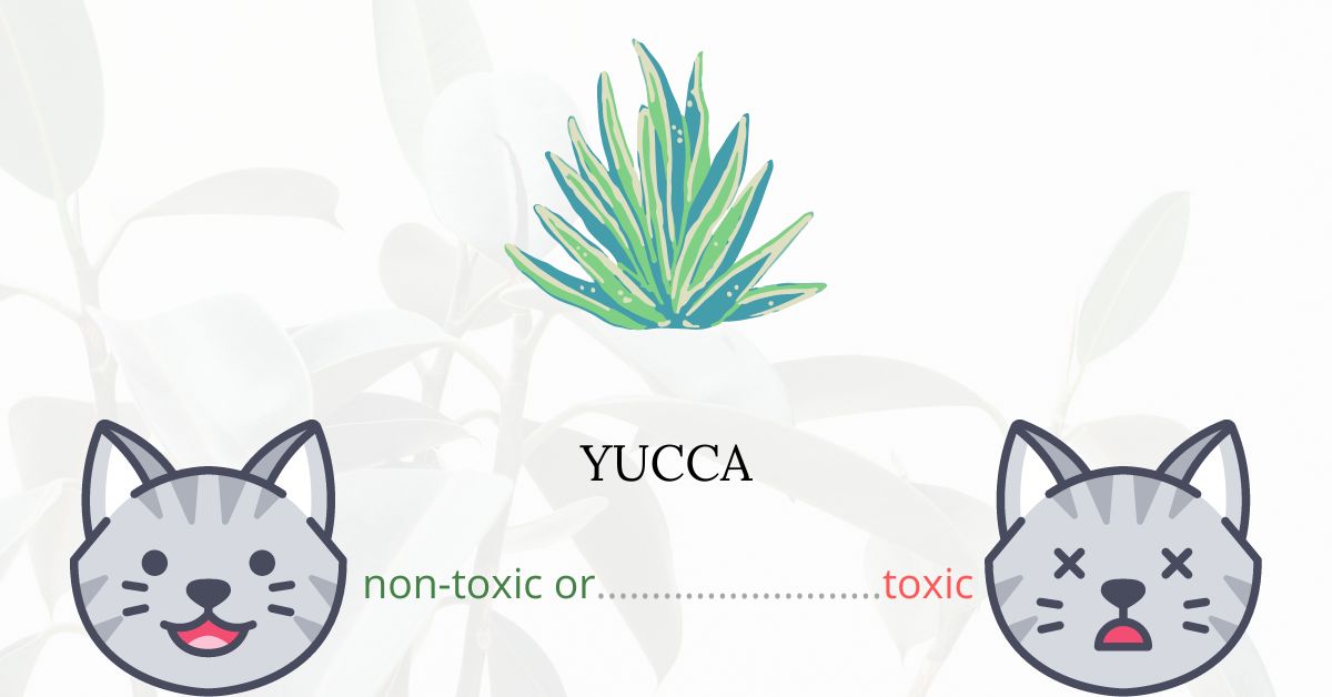 Is Yucca Toxic To Cats? Plants'n'Cats