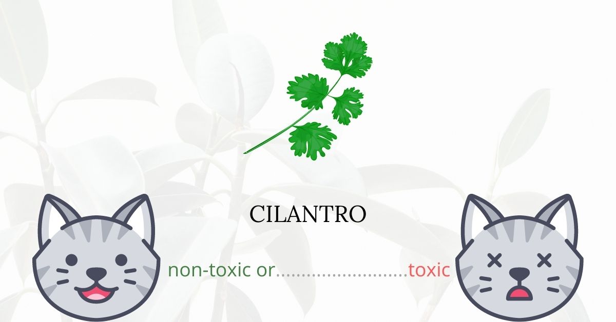 Is Cilantro Toxic For Cats? What You Need to Know