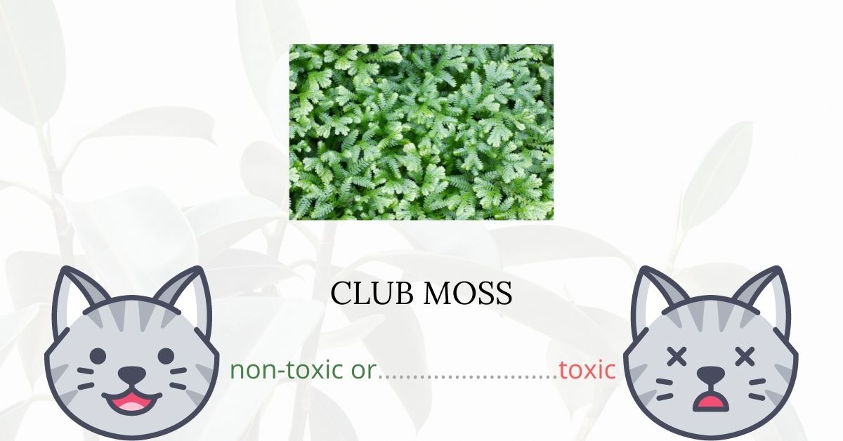 Is Club Moss Toxic For Cats? Plants'n'Cats