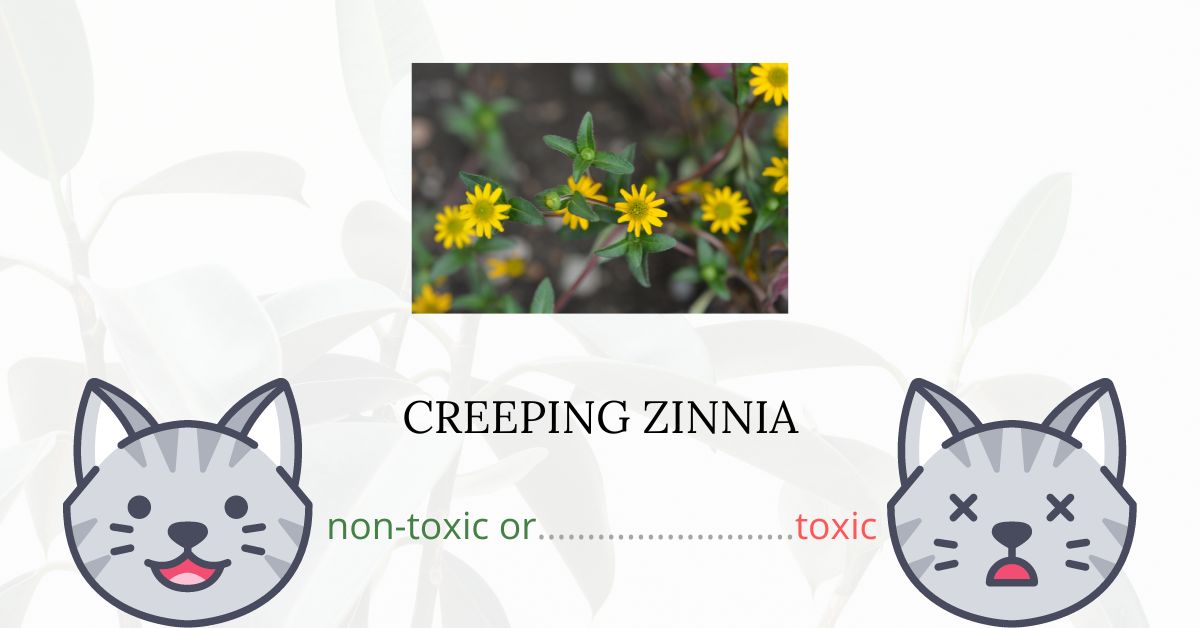 Are Creeping Zinnias Toxic For Cats? Well...