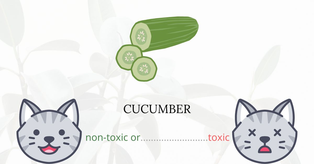 Is Cucumber Toxic For Cats?
