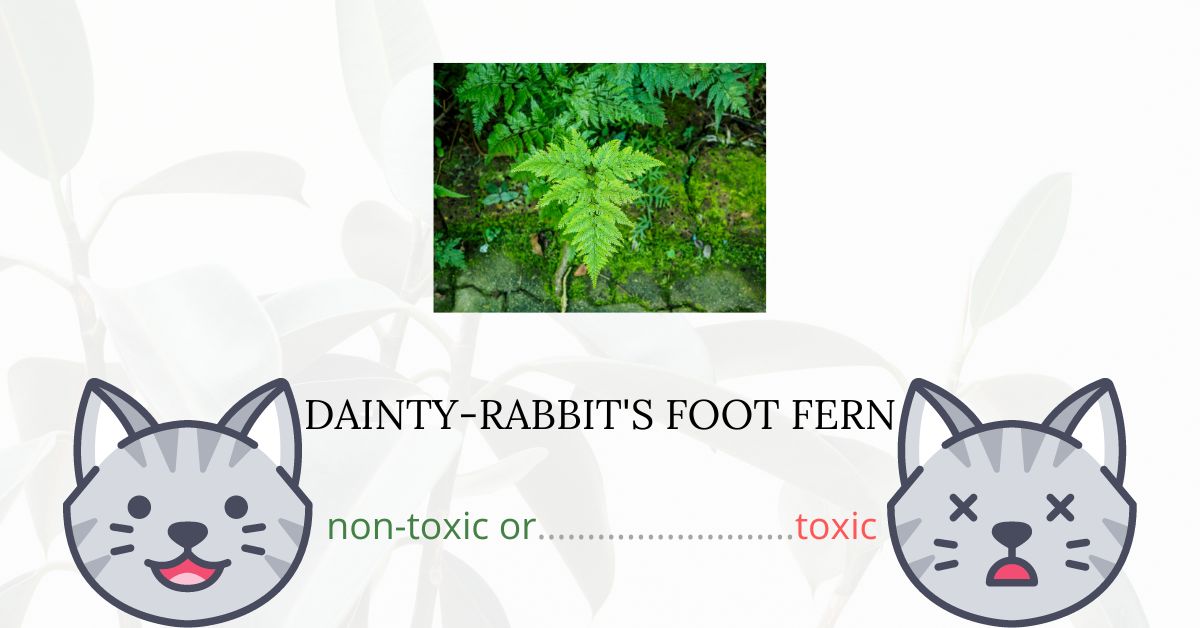 Are Dainty RabbitsFoot Ferns Toxic For Cats?