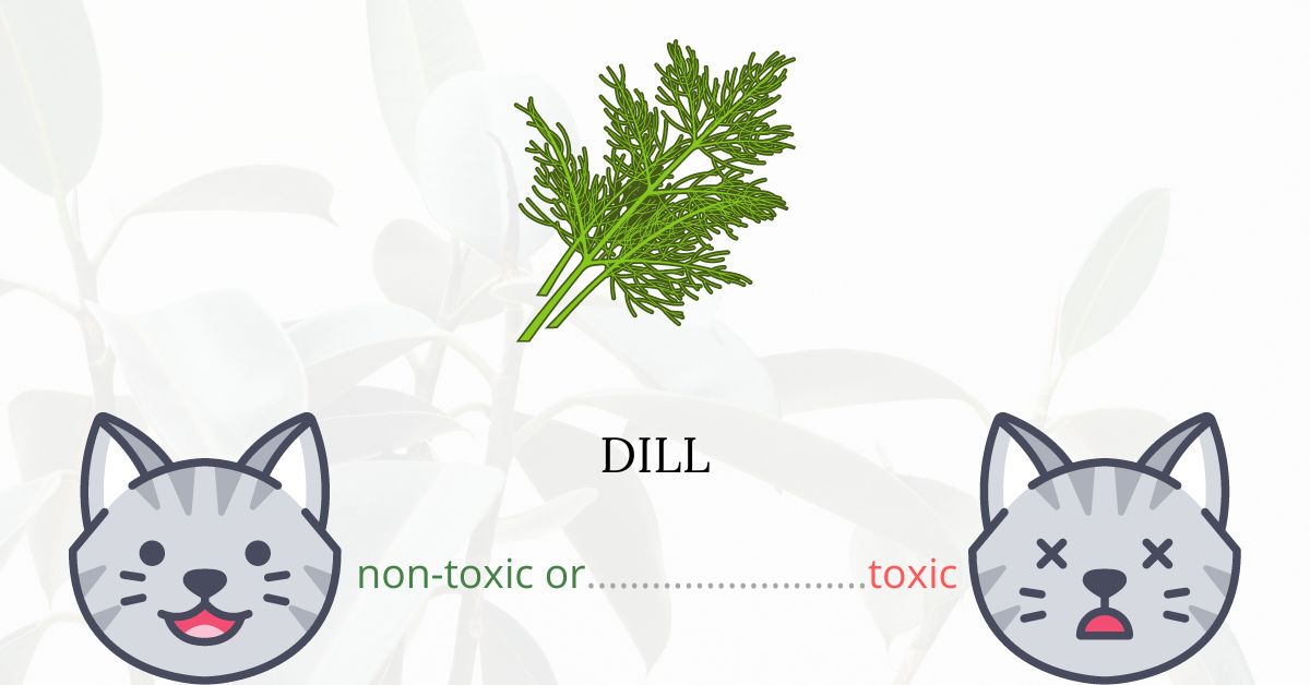 Is Dill Toxic For Cats? Plants'n'Cats