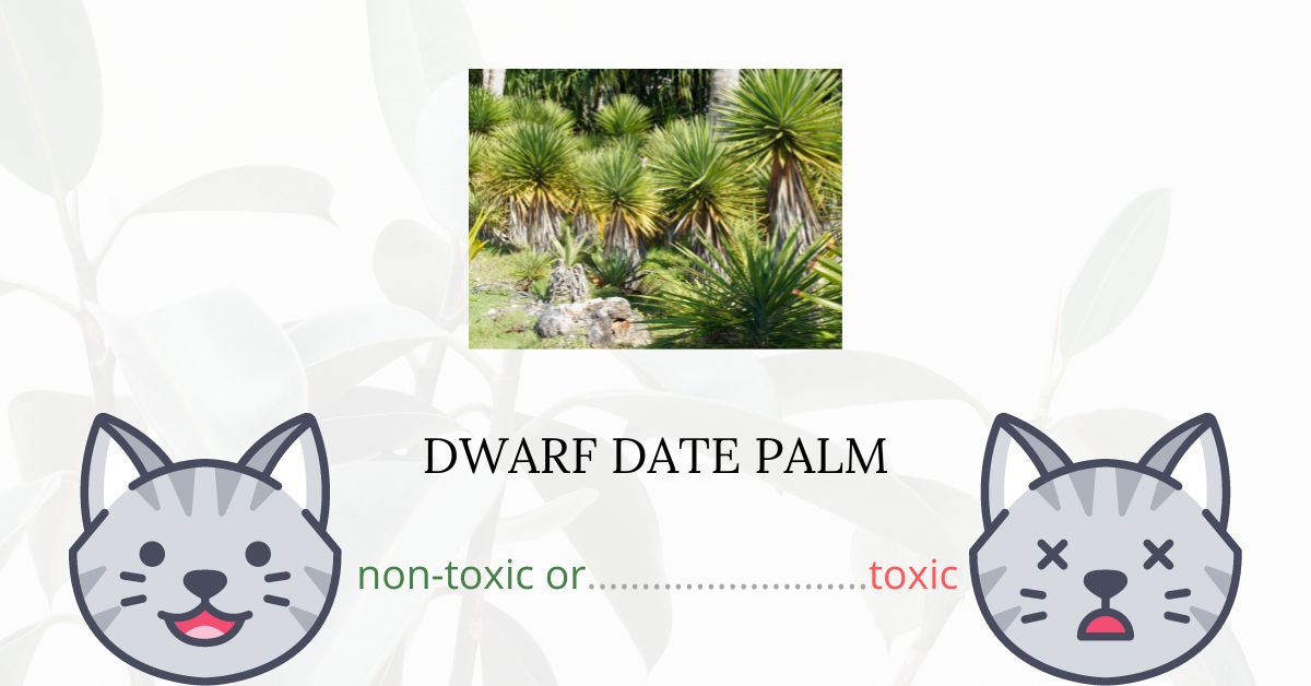 Is Dwarf Date Palm Toxic For Cats?