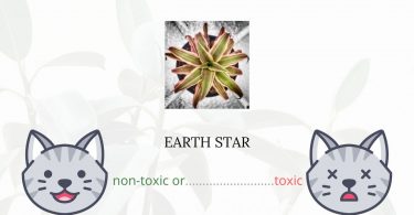 Is Earth Star Toxic For Cats