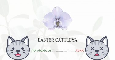 Is Easter Cattleya or Easter Orchid Toxic For Cats