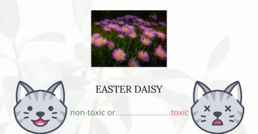 Is Easter Daisy Toxic For Cats