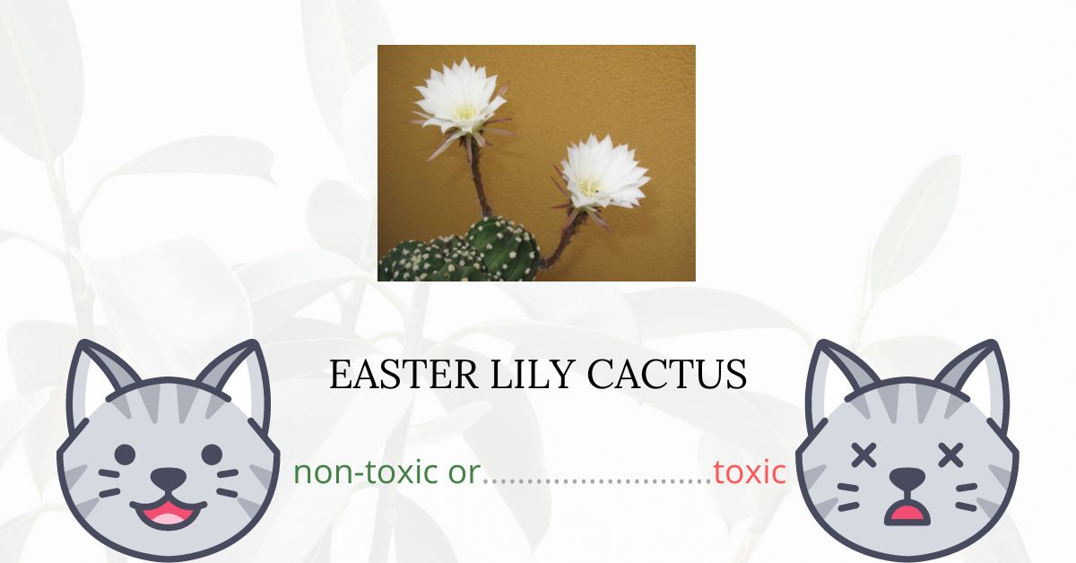 Is Easter Lily Cactus Toxic For Cats? What You Need to Know