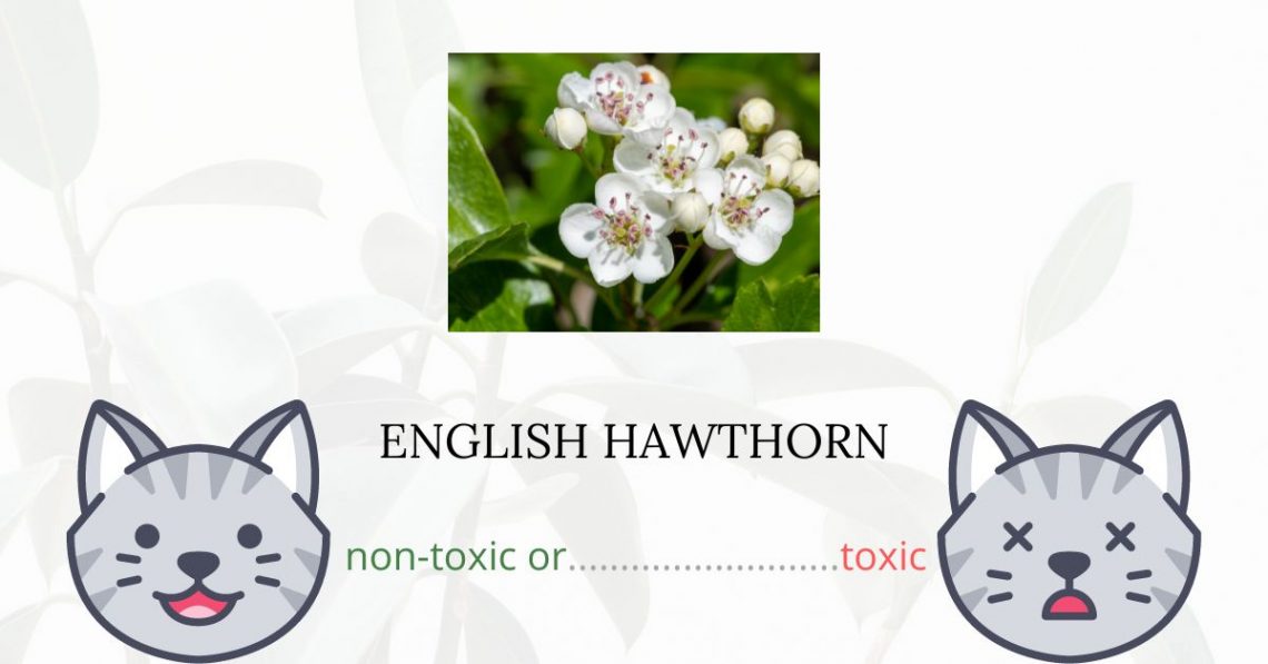Is English Hawthorn or Midland Hawthorn Toxic For Cats