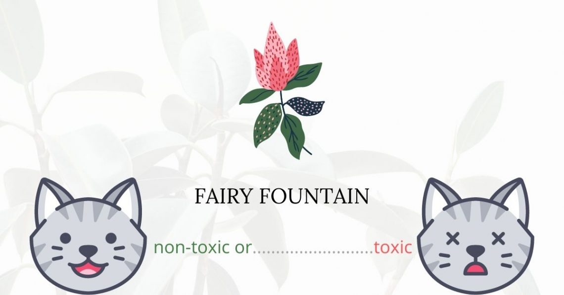 Is Fairy Fountain or Woolflower Toxic For Cats?