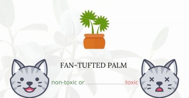 Is Fan-Tufted Palm or Lady Palm Toxic For Cats
