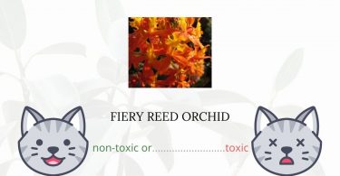 Is Fiery Reed Orchid Toxic For Cats