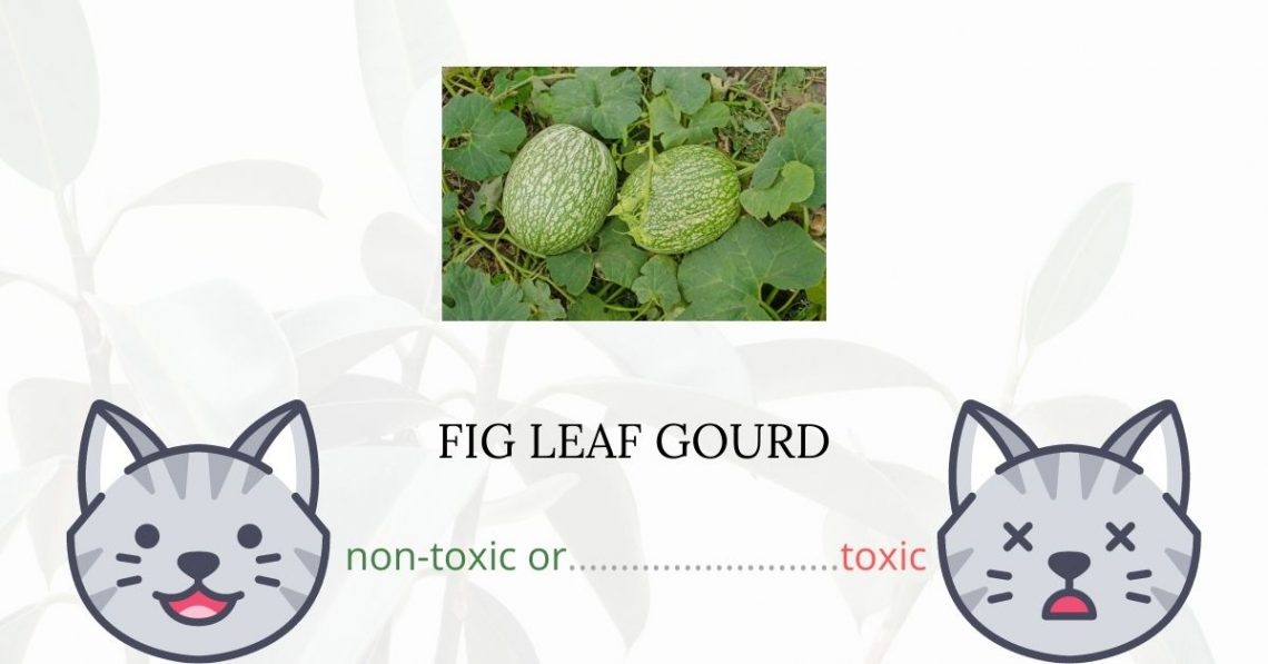 Is Fig Leaf Gourd or Malabac Gourd Toxic For Cats? 