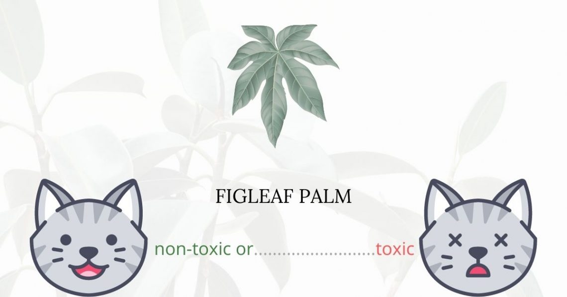 Is Figleaf Palm Toxic For Cats