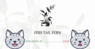 Is Fish Tail Fern Toxic For Cats