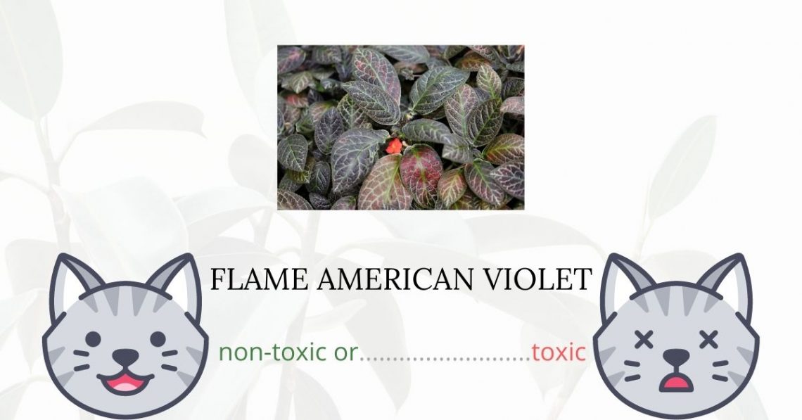 Is Flame African Violet or Flame Violet Toxic For Cats