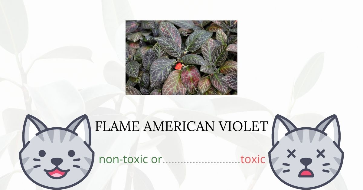 Is Flame African Violet or Flame Violet Toxic For Cats?