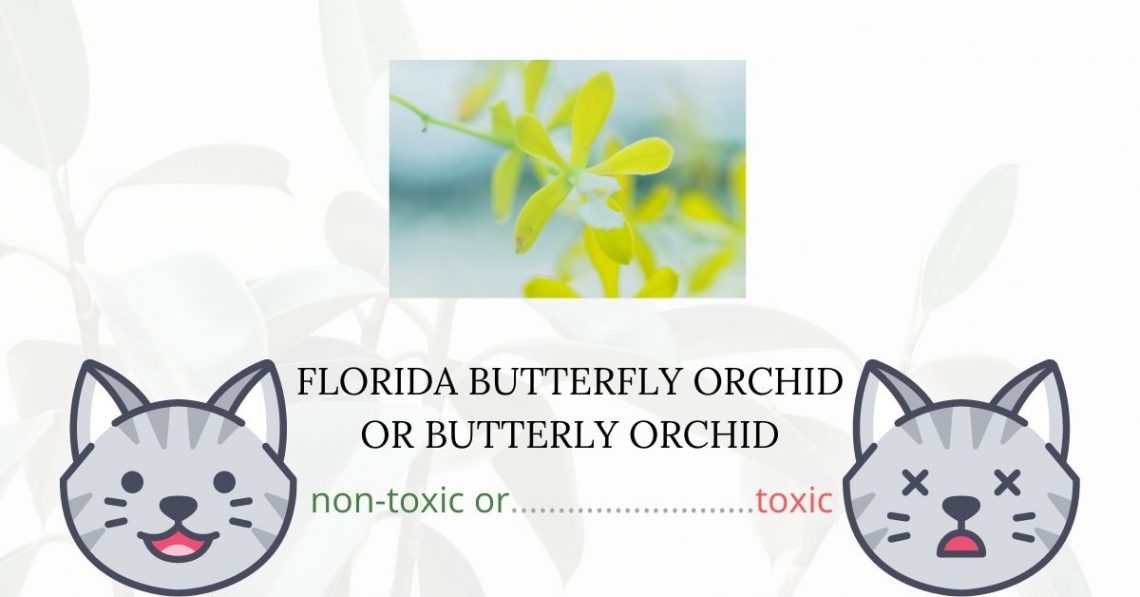 Is Florida Butterfly Orchid or Butterfly Orchid Toxic For Cats