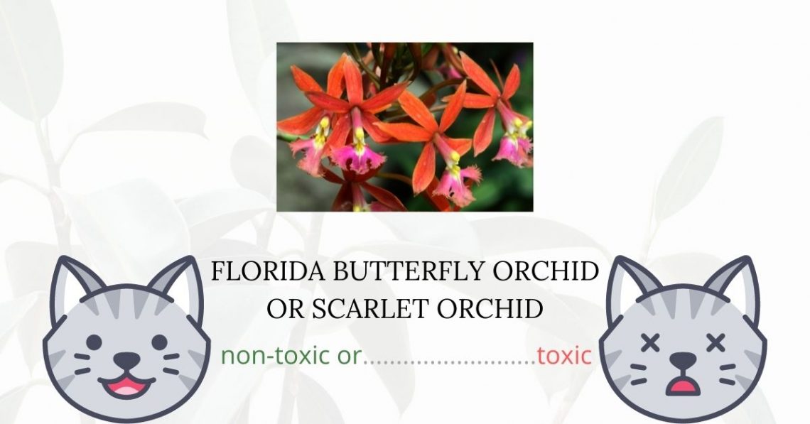 Is Florida Butterfly Orchid or Scarlet Orchid Toxic For Cats