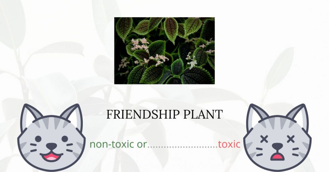 Is Friendship Plant or Panamiga Toxic For Cats