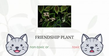 Is Friendship Plant or Panamiga Toxic For Cats