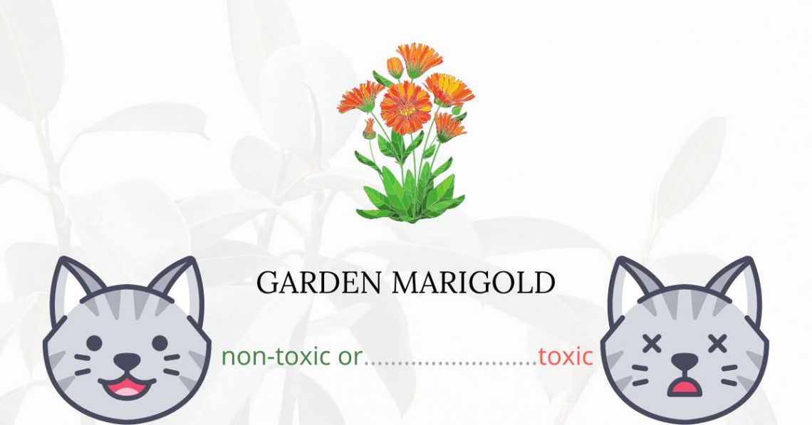 Is Garden Marigold Toxic For Cats?