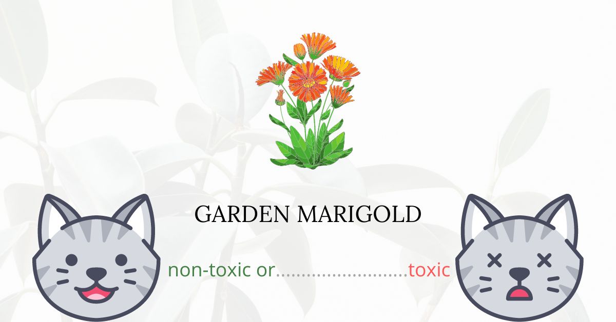 Are Garden Marigolds Toxic For Cats?